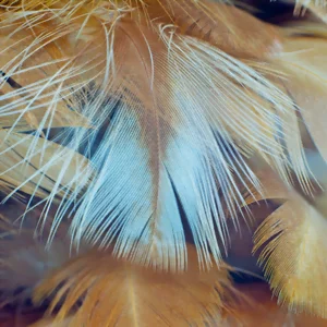 feather-wallpaper-patterns