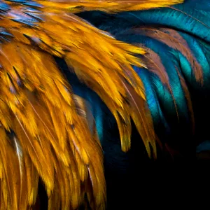 feather-wallpaper-patterns