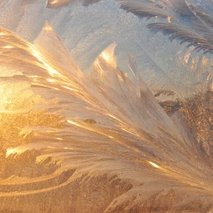 0071 feathers